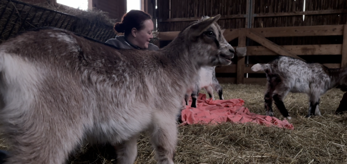 À Diebling, la Chèvrerie de l’Est relance ses séances de baby goat therapy, une calinothérapie avec des chevreaux 