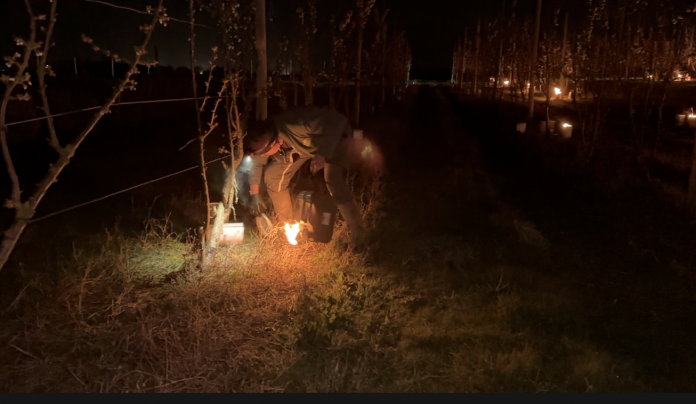 La cueillette de Peltre illumine ses vergers pour lutter contre le gel