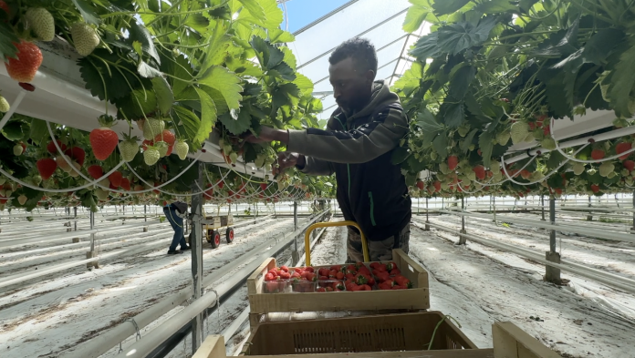 5 tonnes de fraises collectées par jour, la saison bat son plein aux Jardins Vitrés de La Maxe