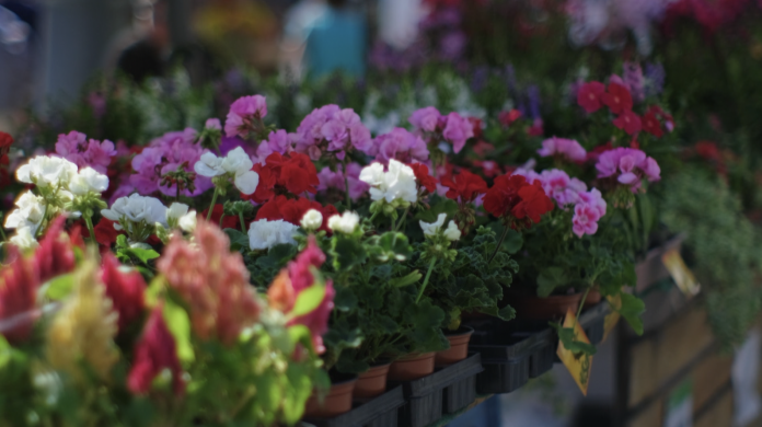 Le marché aux fleurs de retour à Rodemack ce week-end
