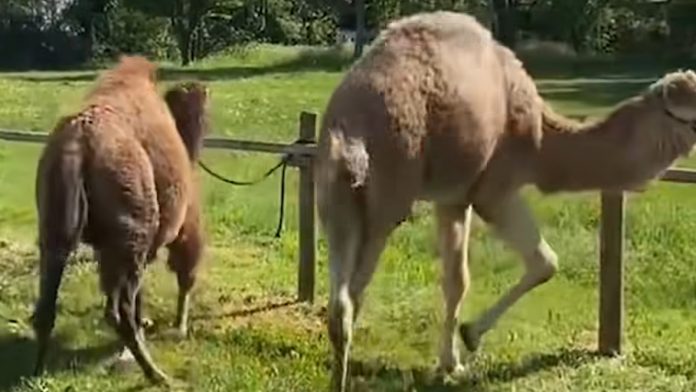 Audun-le-Tiche : une vidéo montre le cirque Borelli en train de frapper ses animaux