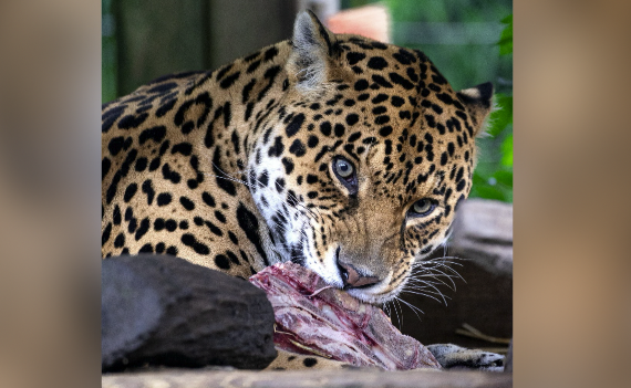 Le Zap : le jaguar du Zoo d’Amnéville de sortie !