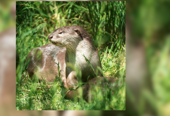 Le Zap : des nouveaux arrivants au zoo d'Amnéville