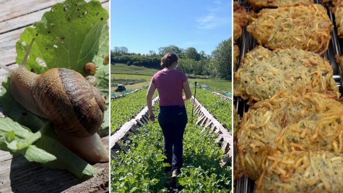 Le quotidien de Florine et Quentin, entre escargots et pommes de terre