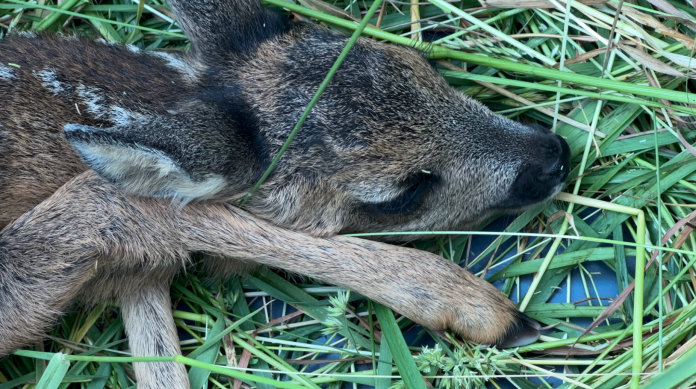 Avant la fauche, les chasseurs de Moselle mobilisés pour protéger les faons
