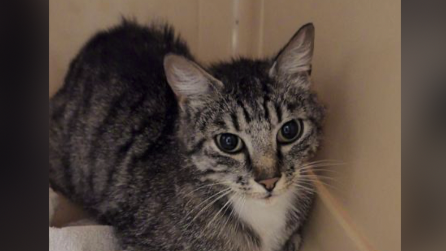 Le Zap : un chat disparu depuis 2023 retrouvé en Moselle Crédit photo : © Jeanne Willette