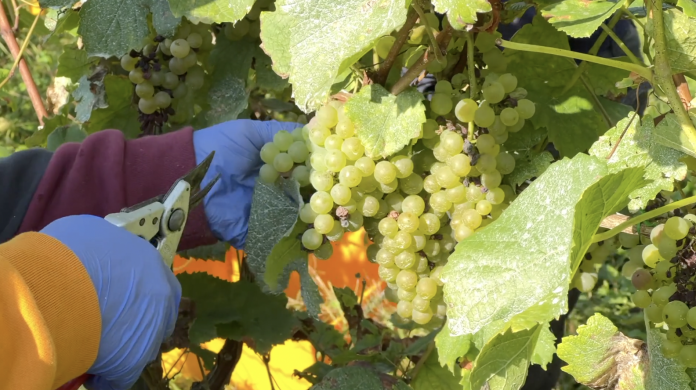 Trump menace les vins et champagnes français de droits de douane à 100 % : quelles conséquences pour la Moselle ?