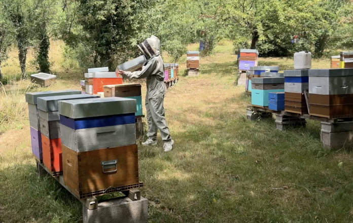 Canicule et sécheresse : le monde agricole en première ligne