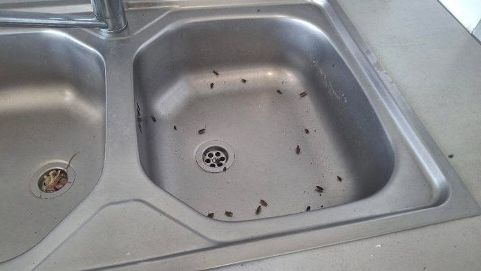 Invasion de cafards au Saulcy : « J’en fais des cauchemars »