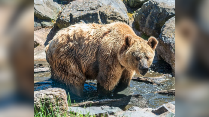 La dernière ourse brune du Parc animalier de Sainte-Croix est décédée