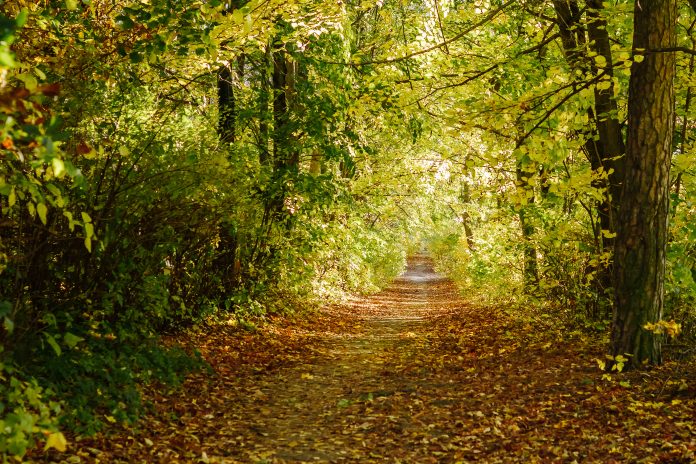 Feux de forêt : la Moselle repasse en niveau de danger modéré à partir de ce jeudi midi