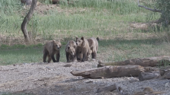 Quatre ours bruns sauvés de la maltraitance trouvent refuge au Parc Sainte-Croix