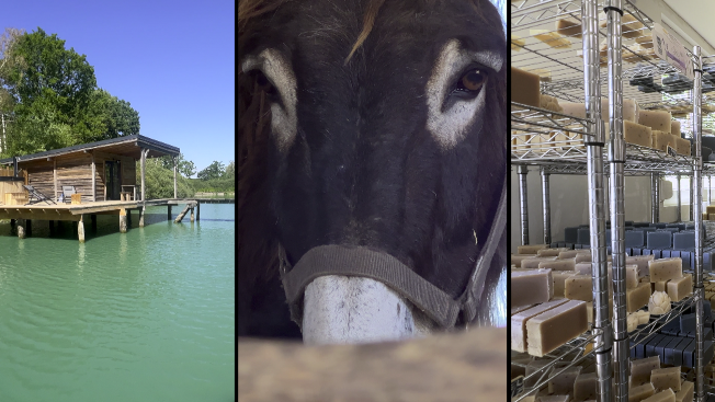 Mosell’âne, une ferme qui sort des sentiers battus