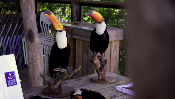 Dix toucans saisis par les douanes rejoignent le Zoo d’Amnéville