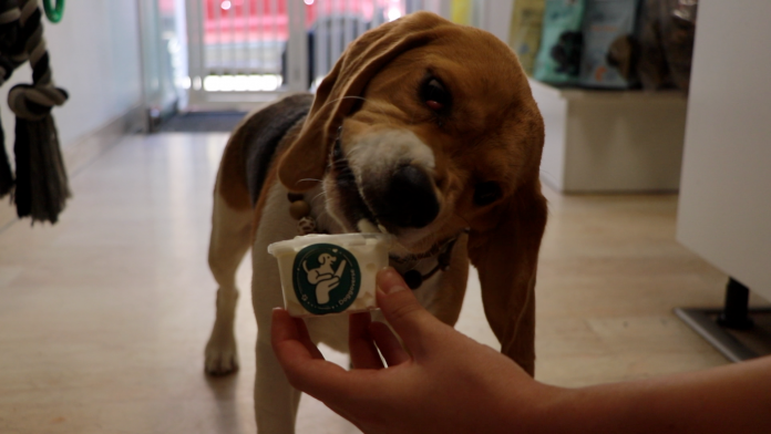 Balnéothérapie, café, salle de jeux... En Moselle, les chiens aussi ont droit à leur parenthèse plaisir