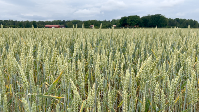 Une dérogation sur les couverts végétaux accordée aux agriculteurs mosellans © Image d'illustration
