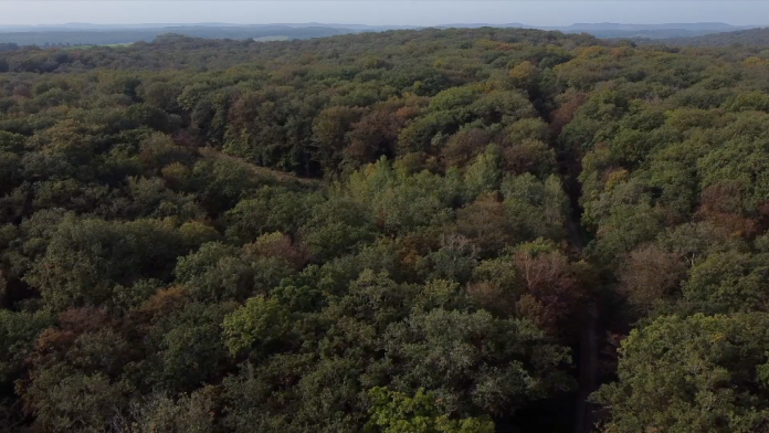 « Les arbres sont en situation de stress très fort » : l’ONF alerte sur l’état des forêts mosellanes après un été hors normes
