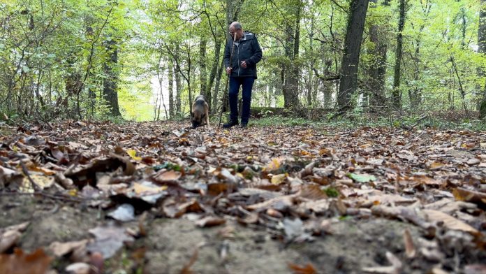 Truffes et champignons : récolte compromise par les conditions météo