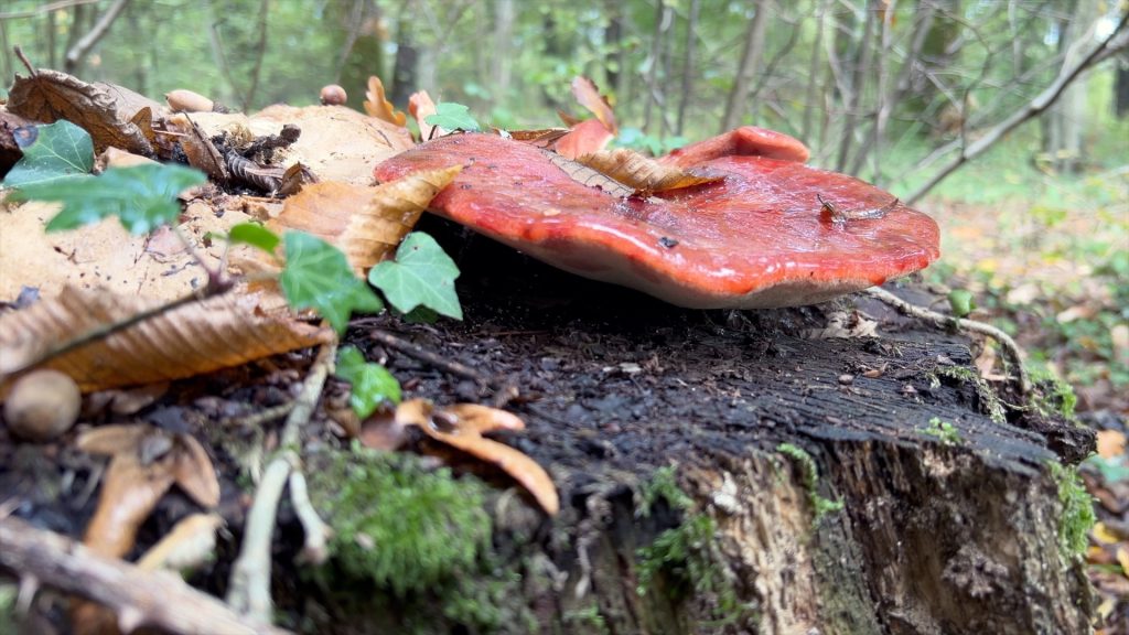 Truffes et champignons : récolte compromise par les conditions météo