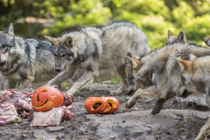 Le parc de Sainte-Croix revêt son costume d'Halloween. © Morgane Bricard