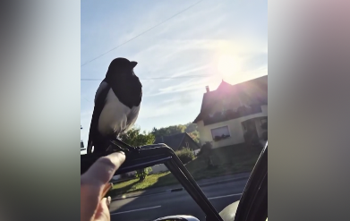 Le Zap : une pie fait le buzz en Moselle Est